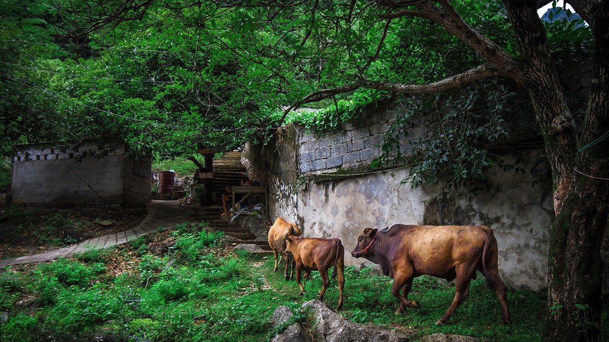 古鎮(zhèn)游玩，有一種說走就走的旅行