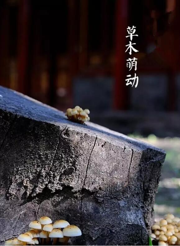 雨水：天生一水，散而為雨