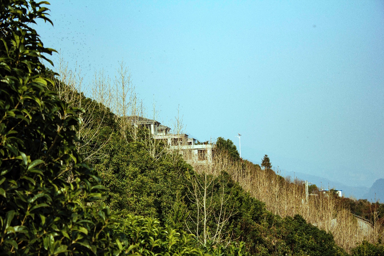 西顧·望城山居，闖入仙境等待一場(chǎng)花開(kāi)的心動(dòng)