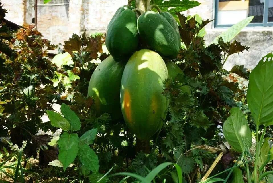 廣州·菁木山舍，有個木屋開滿鮮花看花開花落