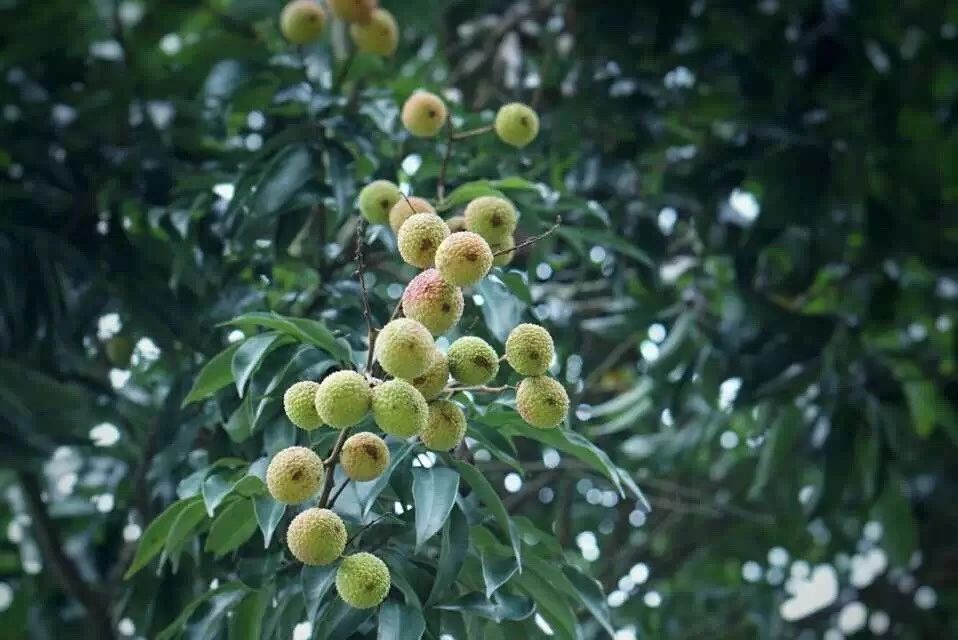 廣州·菁木山舍，有個木屋開滿鮮花看花開花落