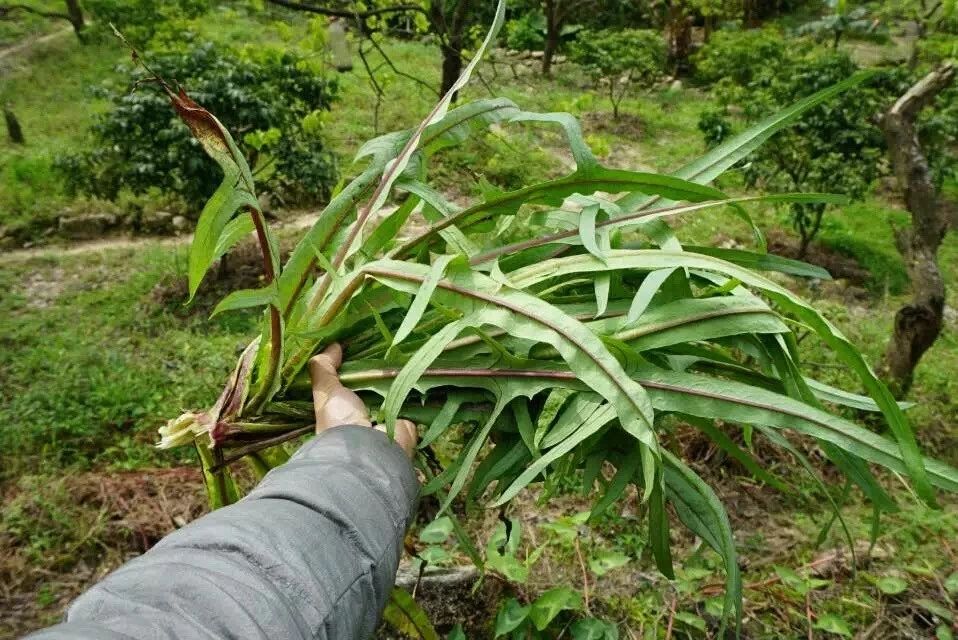 廣州·菁木山舍，有個木屋開滿鮮花看花開花落