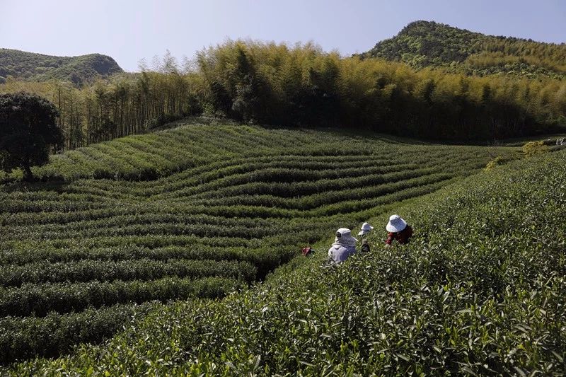 莫干山·梵谷，回歸自然的日子才是最難得