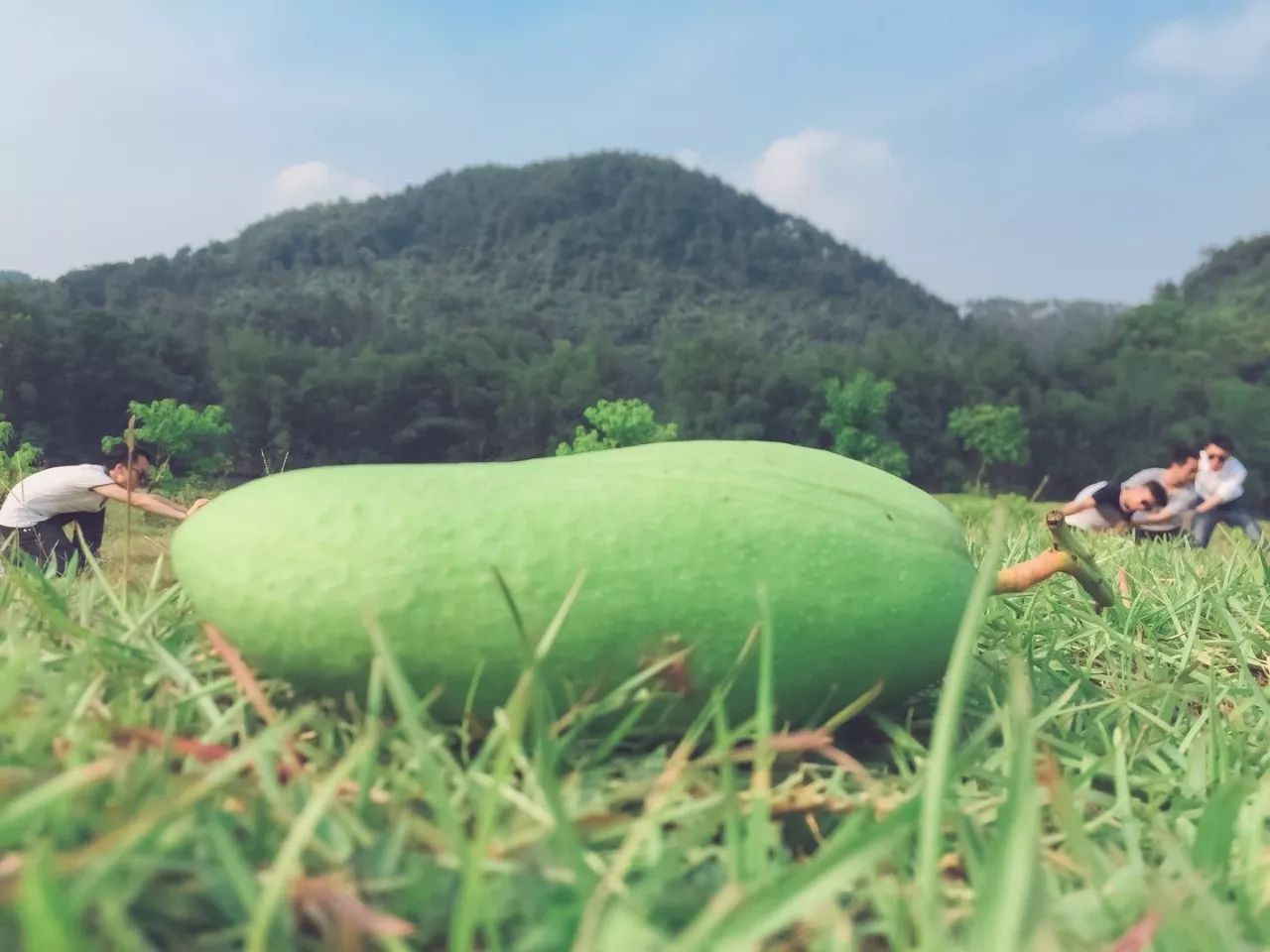 陽朔·芒果憶墅，用芒果記錄每一個(gè)美好瞬間