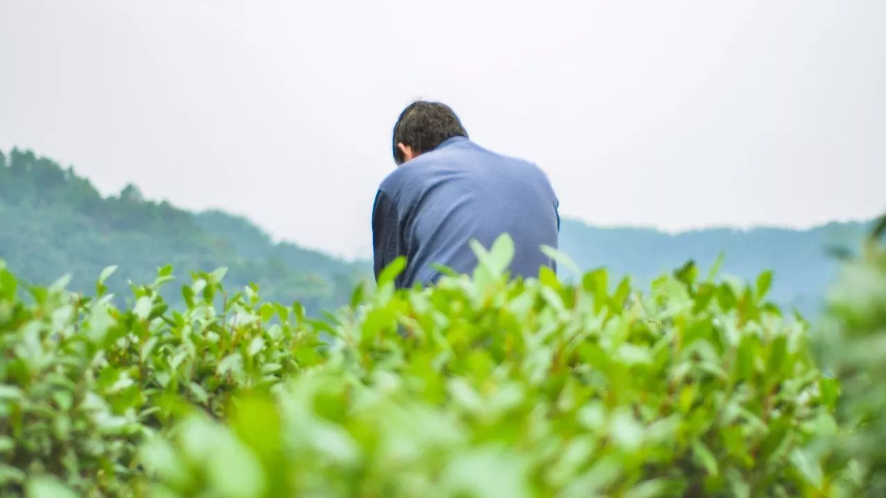 茶隱·喜在山舍，上有茶山下有九溪肆意虛度生活