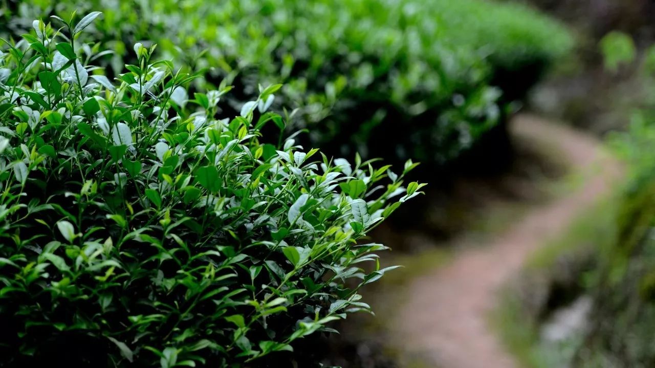 武夷山·山玖如意莊，一杯清茶一萬個品茶人