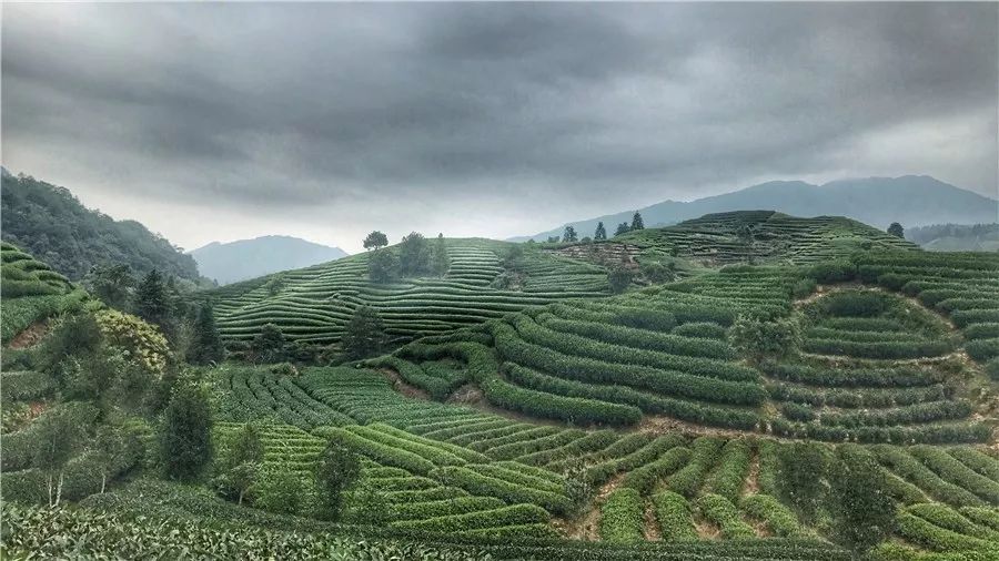 武夷山·山玖如意莊，一杯清茶一萬(wàn)個(gè)品茶人