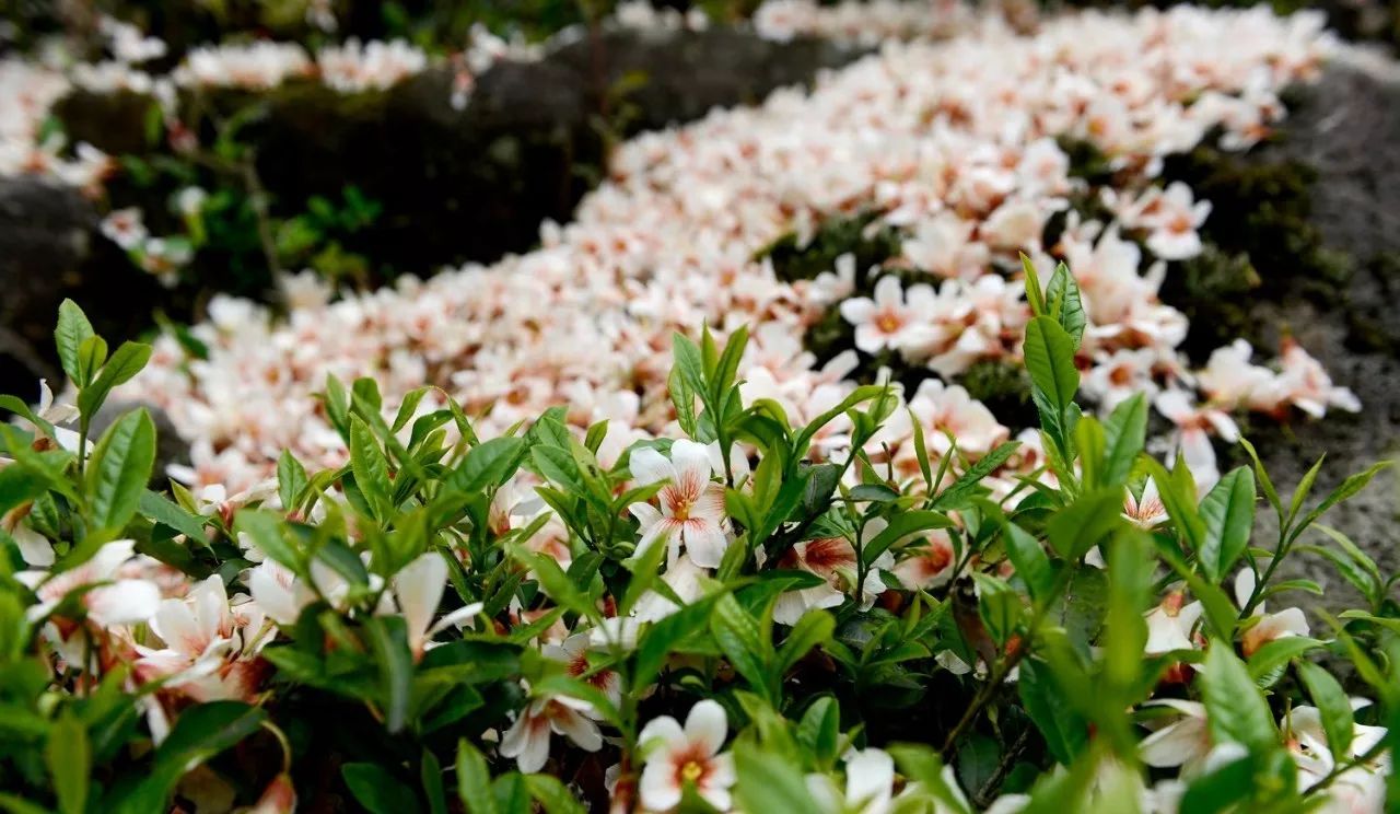 武夷山·山玖如意莊，一杯清茶一萬(wàn)個(gè)品茶人