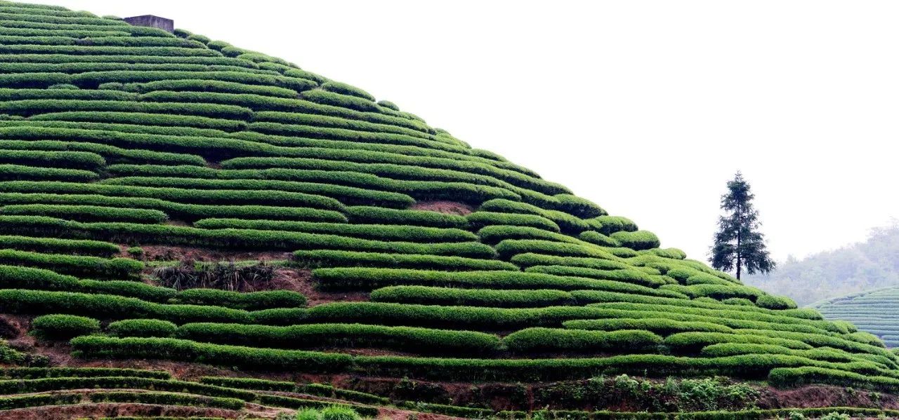 武夷山·山玖如意莊，一杯清茶一萬個(gè)品茶人