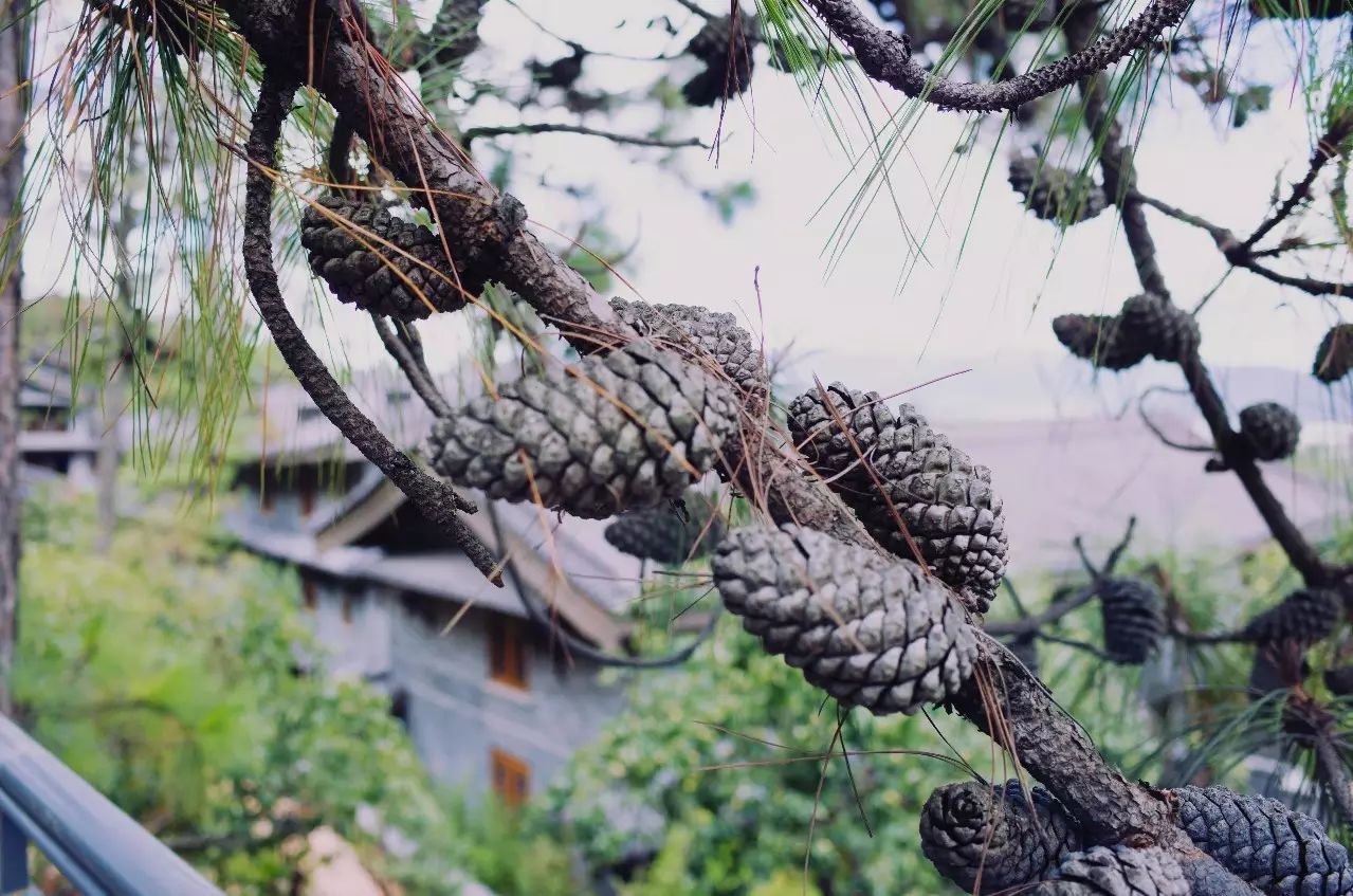 松贊麗江林卡，歷經(jīng)千百年歲月流淌的歷史古建