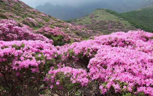 珀洱半坡，在竹海樹林之間盡享山間好風光