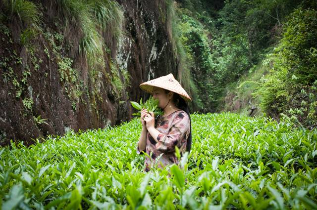 茶隱山房，以茶會(huì)友隱逸塵世