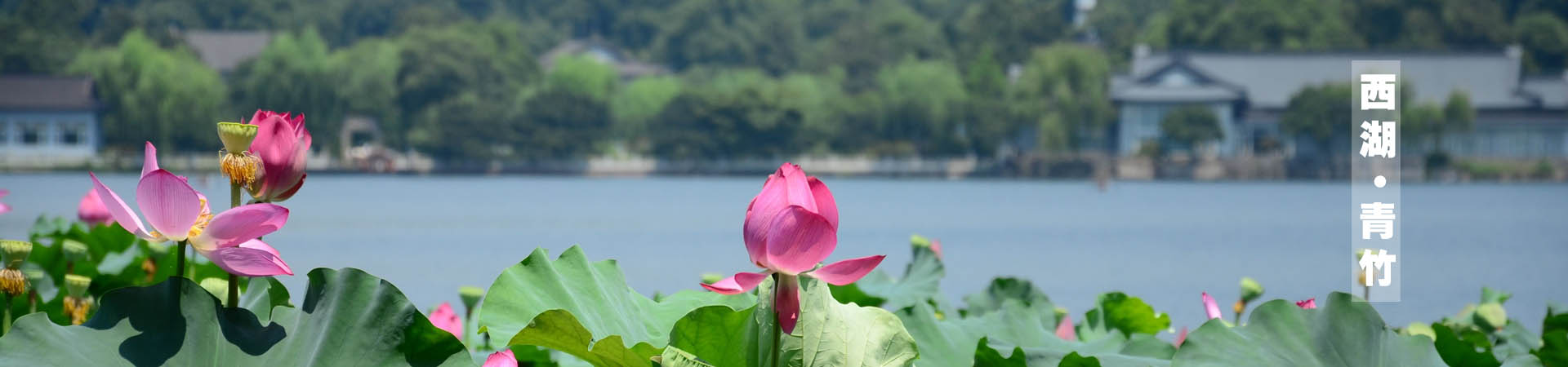 青桐·青竹茶舍，茶香縹緲靜賞西湖