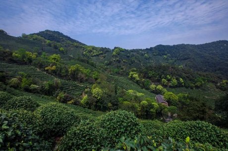 杭州龍井茂居民宿，在茶田之中枕著茶香入睡