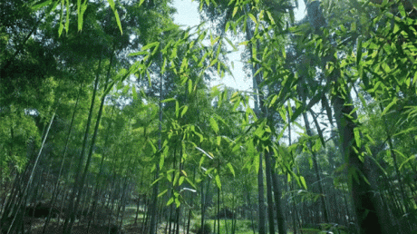 熹園茶宿，禪茶一宿悠然山水間