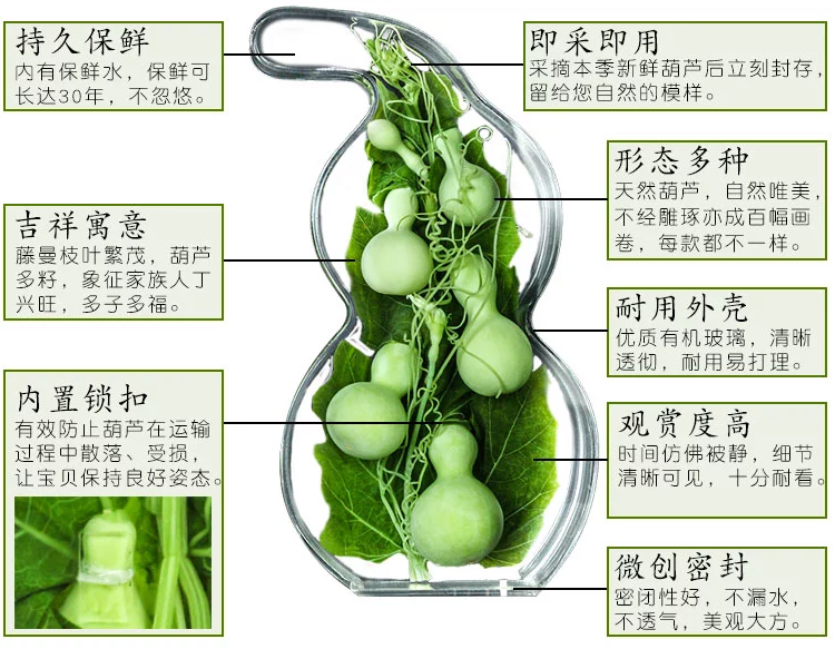 新鮮水葫蘆有機玻璃工藝品