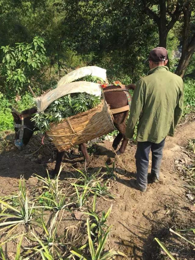 云南香水小菠蘿：酸甜多汁脆嫩爽口