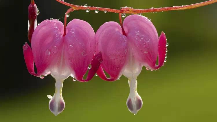 驚艷花朵風(fēng)景圖片：花開并蒂美哉!