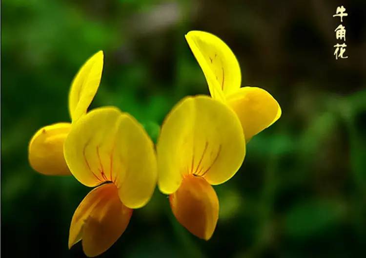 驚艷花朵風(fēng)景圖片：花開并蒂美哉!