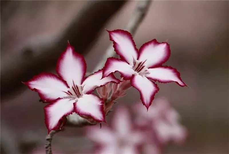 驚艷花朵風(fēng)景圖片：花開并蒂美哉!