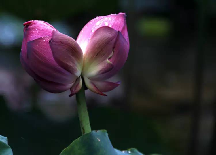 驚艷花朵風(fēng)景圖片：花開并蒂美哉!