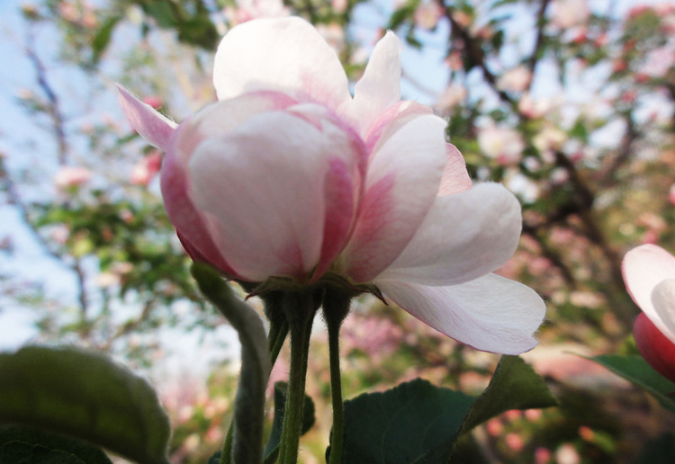 驚艷花朵風(fēng)景圖片：花開(kāi)并蒂美哉!