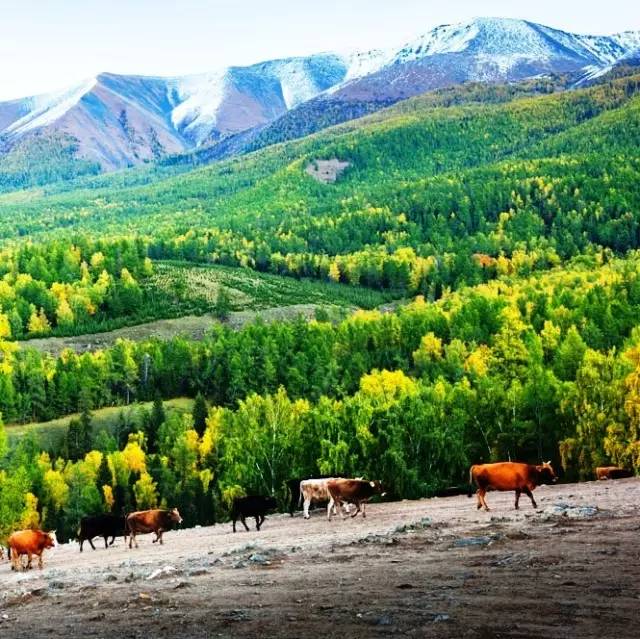 撥動心弦的人間美景：西北第一村·白哈巴