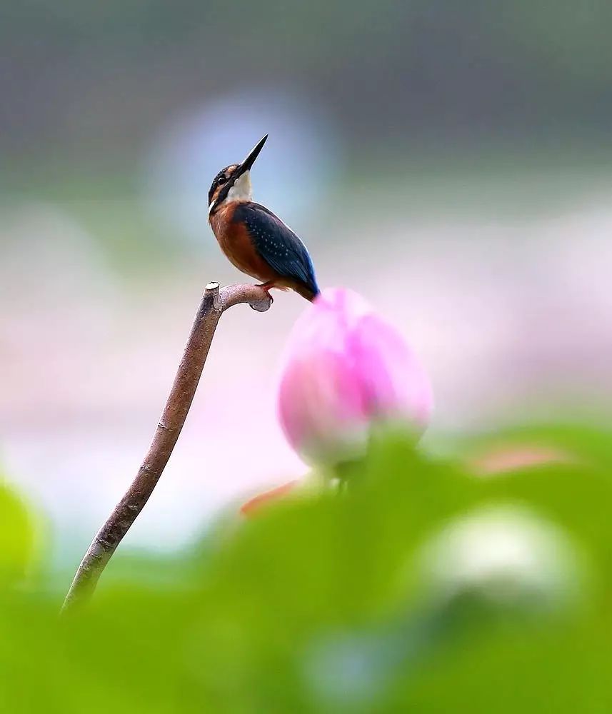 細(xì)微之美：一組荷花翠鳥(niǎo)美景圖