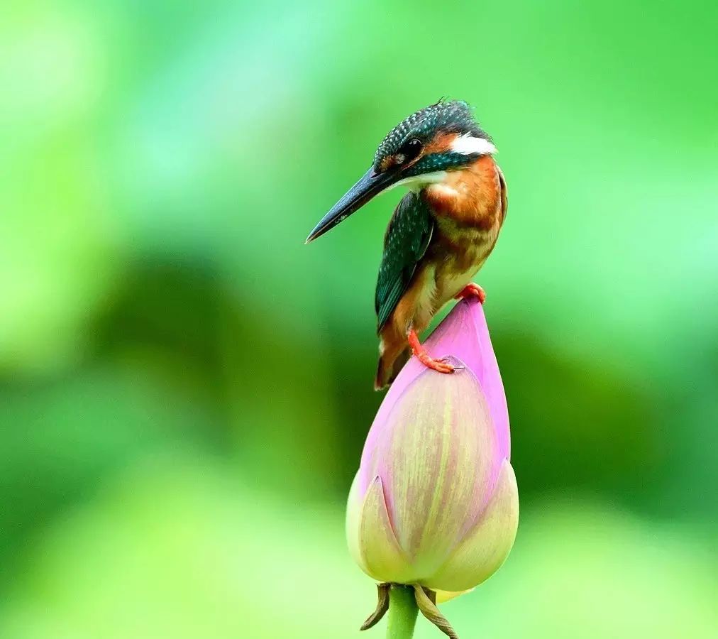 細(xì)微之美：一組荷花翠鳥(niǎo)美景圖