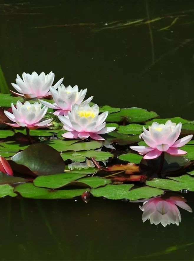 蓮花風(fēng)景攝影：我愿為蓮守一池清水