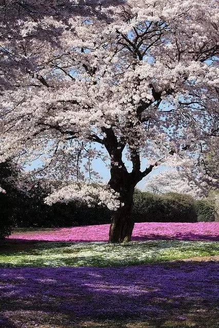 唯美風(fēng)景圖片：生命是一樹花開