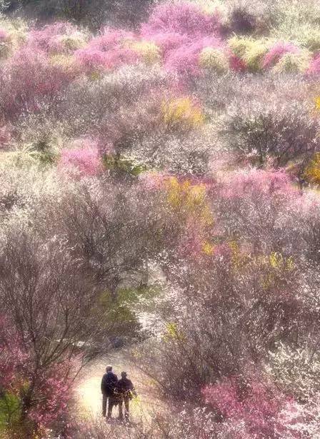 唯美風景圖片：生命是一樹花開