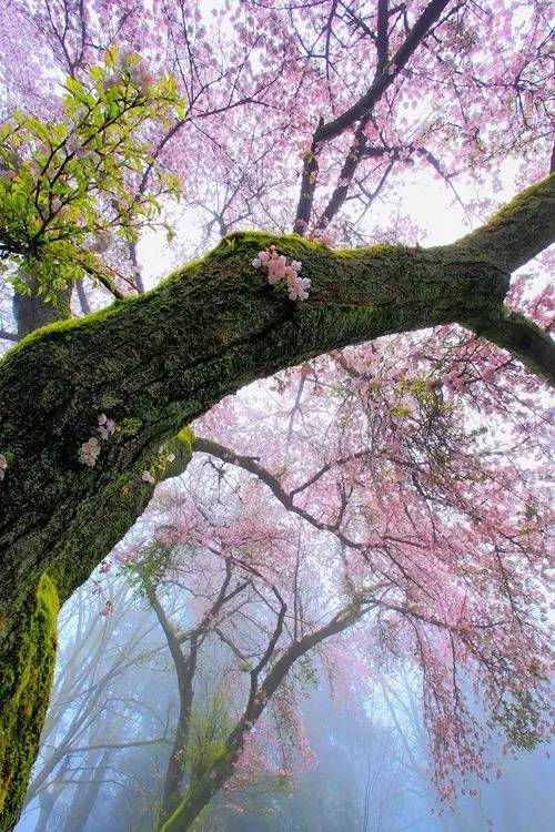 唯美風(fēng)景圖片：生命是一樹(shù)花開(kāi)