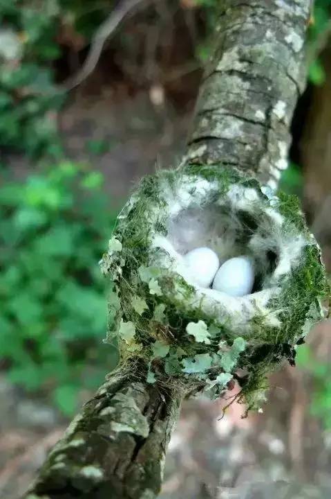 唯美風(fēng)景圖片：春天充滿生機(jī)的鳥語花香！