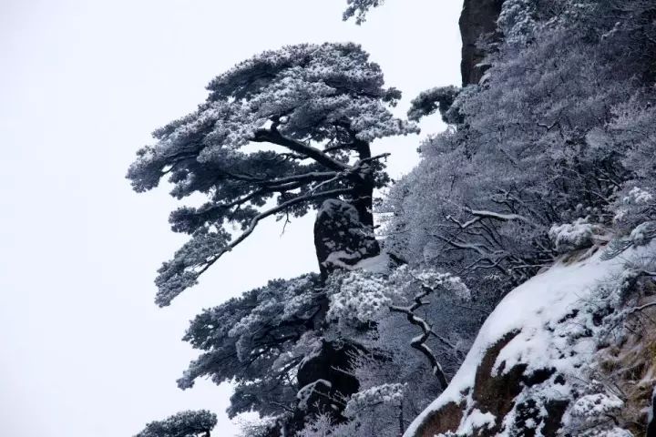 雪后黃山風(fēng)景宛如人間仙境，舞一曲雪中霓裳羽