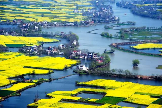 美到窒息的中國(guó)最美油菜花海，邂逅花海風(fēng)景！