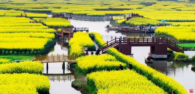 美到窒息的中國(guó)最美油菜花海，邂逅花海風(fēng)景！