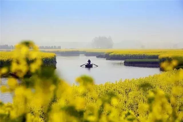 美到窒息的中國(guó)最美油菜花海，邂逅花海風(fēng)景！