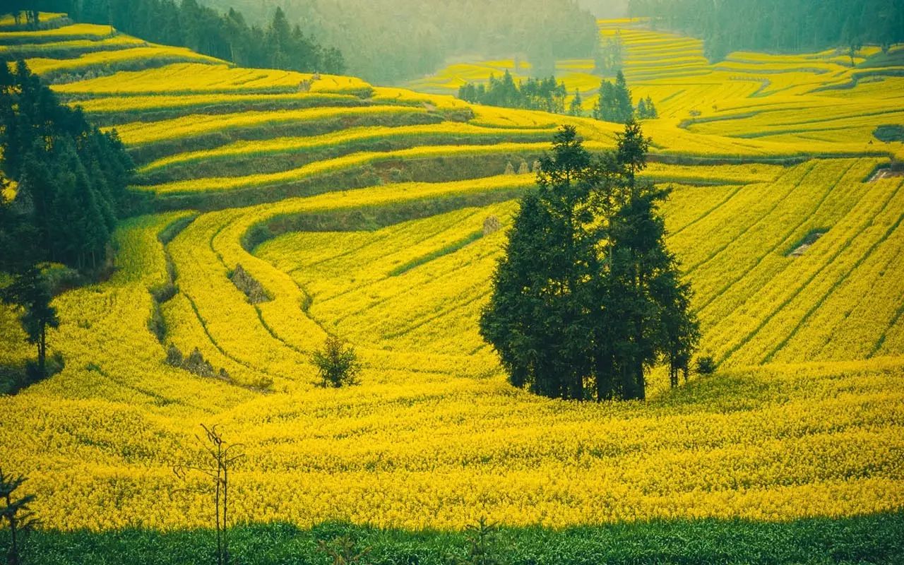 美到窒息的中國最美油菜花海，邂逅花海風景！