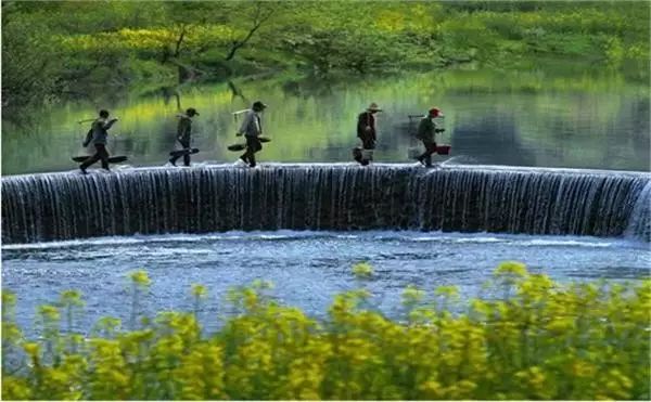 美到窒息的中國最美油菜花海，邂逅花海風(fēng)景！