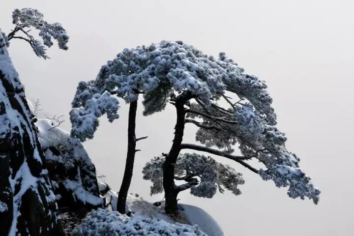 雪后黃山風(fēng)景宛如人間仙境，舞一曲雪中霓裳羽