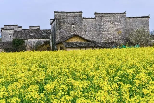 美到窒息的中國(guó)最美油菜花海，邂逅花海風(fēng)景！