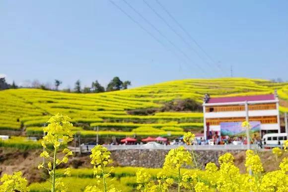 美到窒息的中國(guó)最美油菜花海，邂逅花海風(fēng)景！