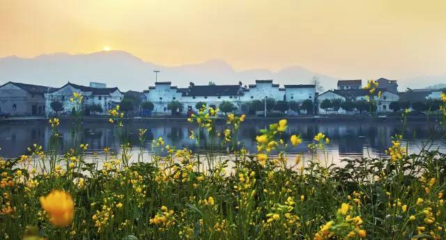 美到窒息的中國(guó)最美油菜花海，邂逅花海風(fēng)景！