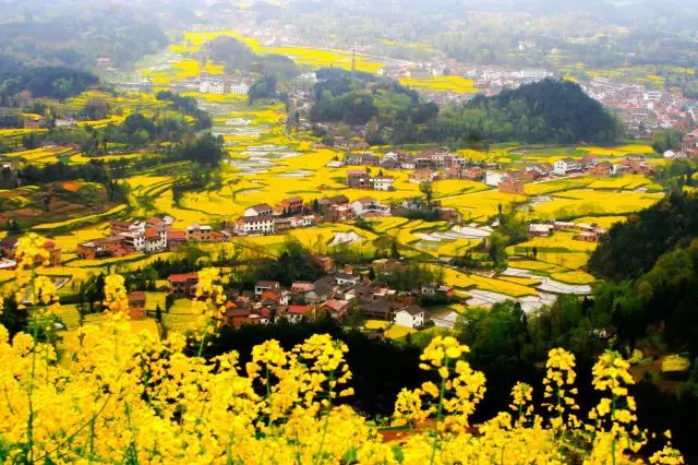 美到窒息的中國最美油菜花海，邂逅花海風(fēng)景！