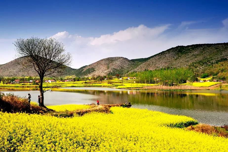 美到窒息的中國最美油菜花海，邂逅花海風(fēng)景！