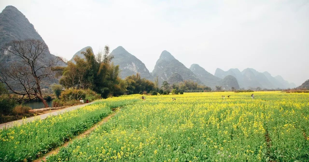 美到窒息的中國最美油菜花海，邂逅花海風(fēng)景！