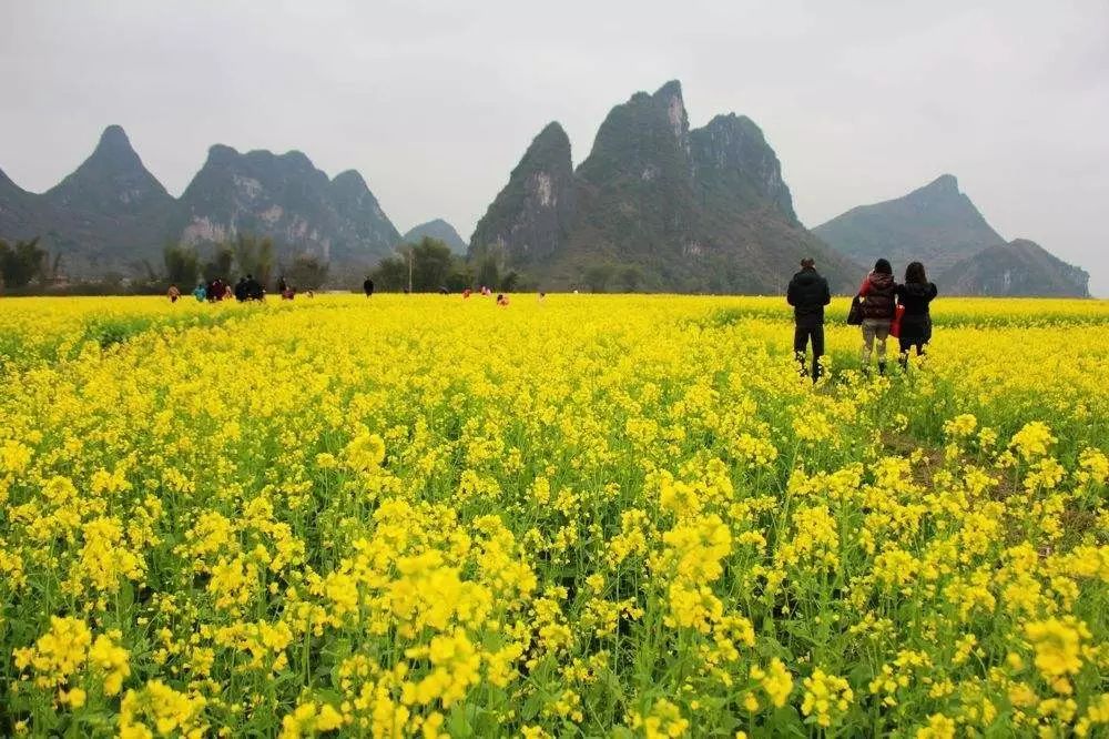 美到窒息的中國最美油菜花海，邂逅花海風景！