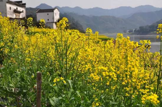 美到窒息的中國最美油菜花海，邂逅花海風(fēng)景！