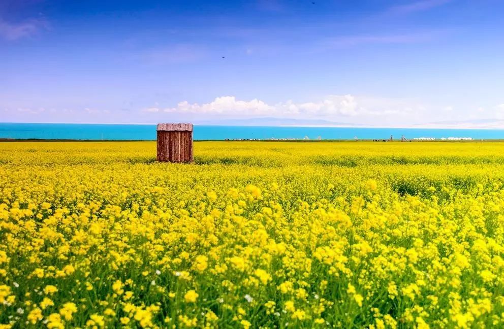 美到窒息的中國(guó)最美油菜花海，邂逅花海風(fēng)景！